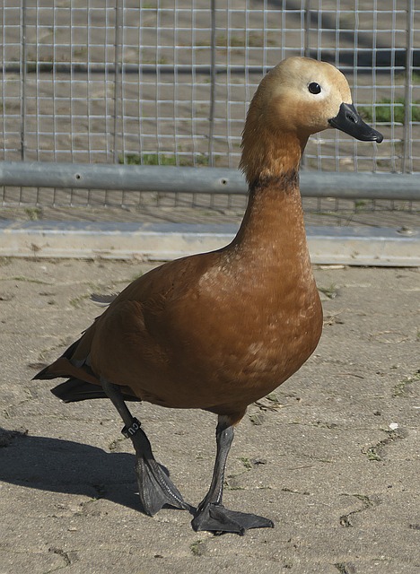 绿色长城